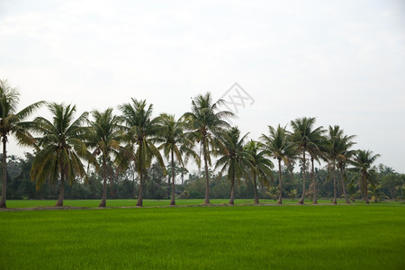 花园农田在稻种植树木天空不明亮水图片
