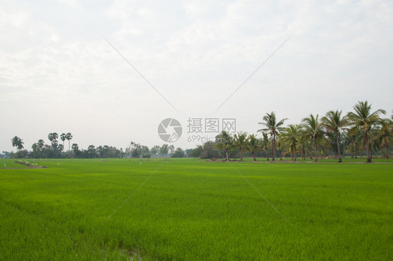 字段场景在稻田种植树木天空不明亮夏图片