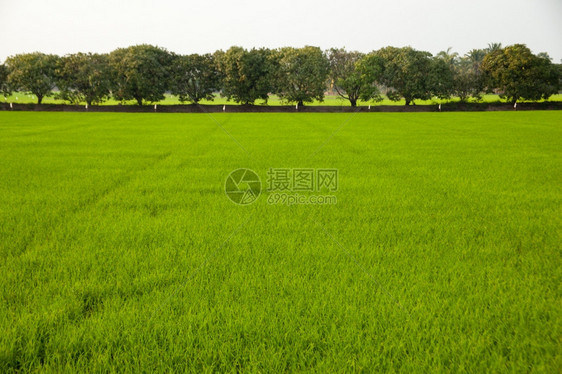 棕榈热带字段在稻田种植树木天空不明亮图片