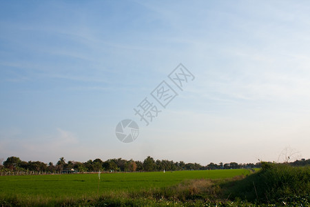 白饭农田棕榈在稻种植树木天空不明亮图片