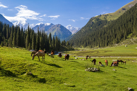 草地天空风景山观有一群牧马图片