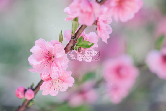 粉红羽花开有小滴子园艺桃植物图片