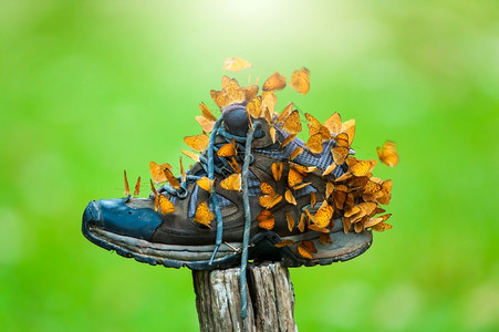 小豹斑蝴蝶近群聚集在夏季早上的徒步鞋在蝴蝶迁移泰国菲奥野生动物保护区的背景中天然绿色模糊不清PhuKhhieo野生物保护区森林飞图片