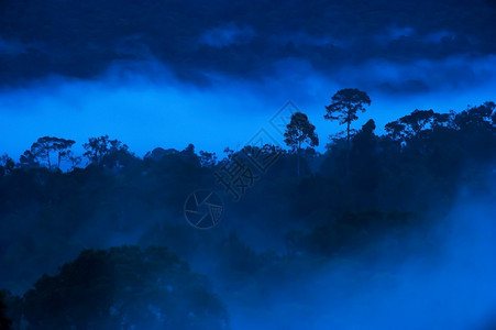 春天树木旅行清晨雾中热带雨林的风景青雾KhaoYai公园中的抽象树枝泰国环境概念Soft焦点图片