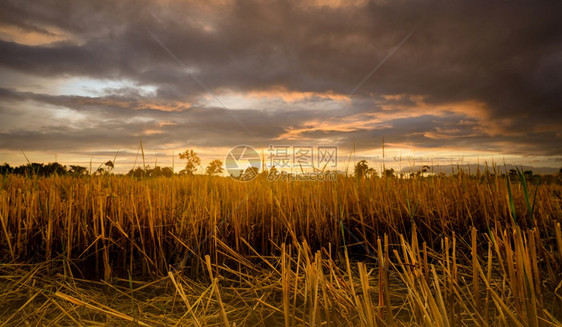 草地种植园收获后在田里耕种的稻农庄中干的稻草以金色日落天空和乌云暗般的水稻农场为例图片