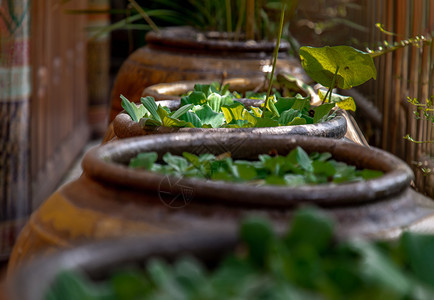 水莴苣在旧大土罐的开口处艺术花园夏天图片
