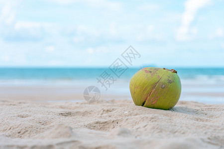 海景椰子被放在滩上的沙堆其背景是海洋和天空夏季概念休闲和旅游景观采取图片