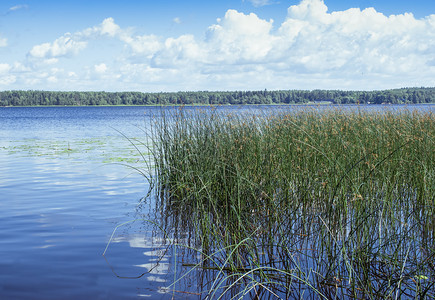 夏天日拄着拐杖的森林湖上风景白云和爬山虎美丽的河背景图片