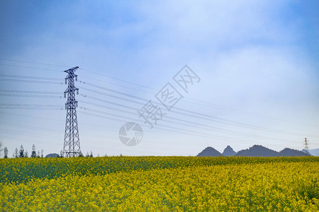 风景优美地标蓝色的罗平县蓝天黄色种子花朵田Ruoping图片