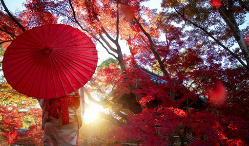 在日本京都市红秋公园旅行的喜木野传统着装中的日本女孩伞浴衣士图片