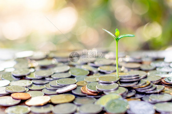 树苗生长在堆叠的乌鸦硬币上散落成碎片颜色长大的金融图片