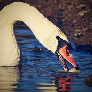 美丽的天鹅在池塘美丽的天然彩色背景与野生动物宁静喂养河图片
