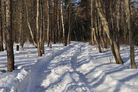 环境俄罗斯冰林下雪的冬季地土在白雪之下翻天覆地季节污垢图片