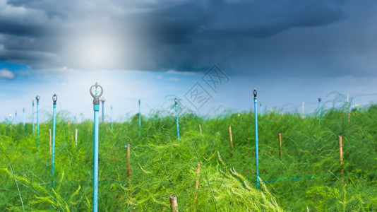 农田Asparagus种植园的喷水系统可持续农业工具春天上的云彩背景关注喷水系统雨喷系统可持续的浇水图片
