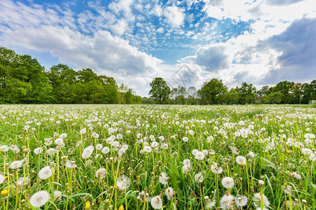 在绿色草地上铺满了花朵夏天有蓝空和乌云植物白色的牧场图片