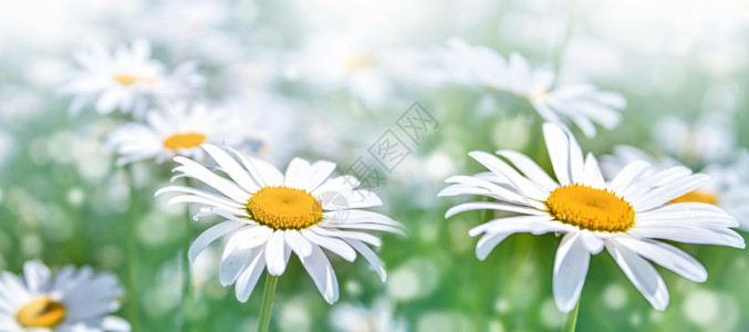 太阳青草和甘菊在地春天或夏的自然景象中绿草和甘菊在地春天或夏季的自然场景中阳光闪耀的白花朵阳光闪耀的白花仙子发芽药物图片