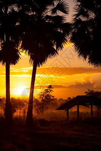 夏天精神稀树草原清晨在甘蔗棕榈树旁的布蓝旧小屋日出天空金色亮和月光糖棕榈树农村露天黄色和橙阳光图片