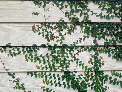 蔬菜颜色攀登美丽的绿长春藤叶在木壁板上攀爬绿树叶覆盖着图片