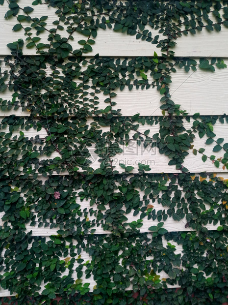 优质的春天美丽绿色长春藤叶在木壁板上攀爬绿树叶覆盖着木材图片