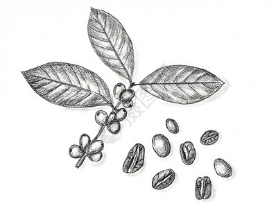 新鲜的咖啡树枝和豆手绘铅笔素描风格的插图咖啡树枝和豆手绘铅笔画图片
