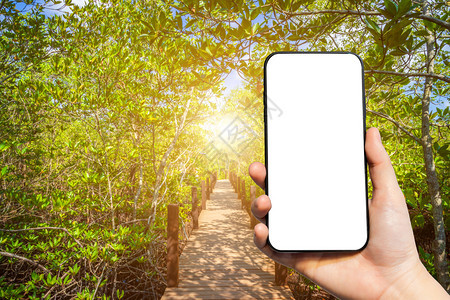 春天在森林红树中架桥木行走的智能手机模糊图像旅行者概念女使用智能手机近距离接植物摄影图片