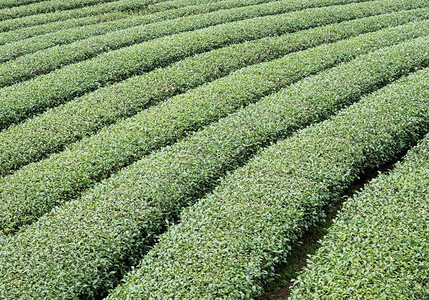 泰国北部高山上当地茶叶农场有机排的泰国北部宁静春天草图片
