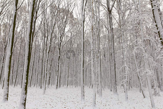仙境公园晚上森林里被雪覆盖的树木冬天森林里被雪覆盖的树木图片