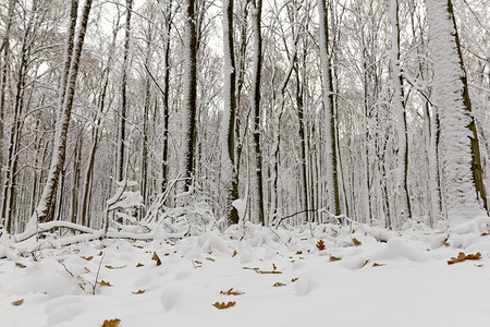 小路森林里被雪覆盖的树木冬天森林里被雪覆盖的树木景观降雪图片