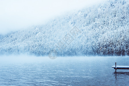 岩石旅行Altai山脉岸边的雪覆盖松树冬季湖上有雾面上白雪覆盖的松树冬天图片