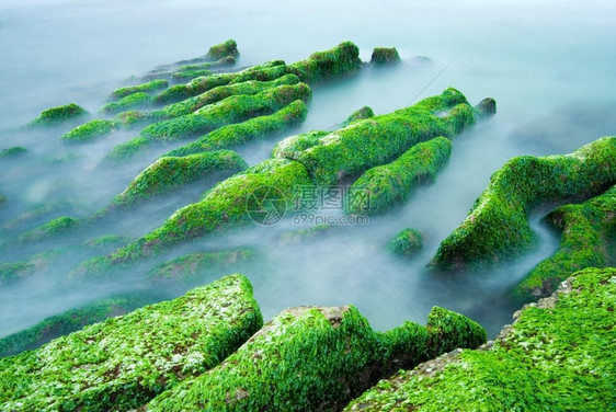 长时期接触绿海草的落岩礁东亚热带海滨绿色图片