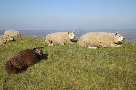一对羊羔在德克塞尔草原上白色的屋乡村图片