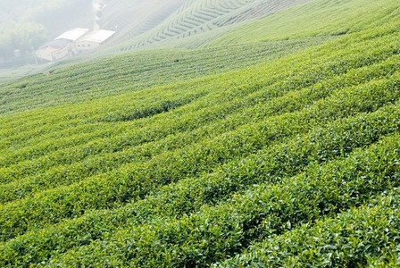 农村栽培健康东亚的茶叶农场图片