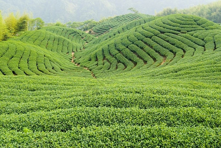 马来西亚东方日本人的茶叶农场图片