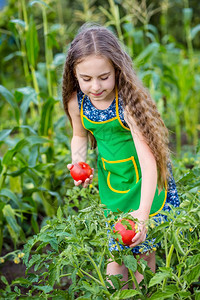 番茄农场里的孩子和蔬菜选择焦点农场里孩子和蔬菜园丁水果图片