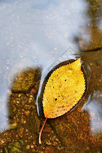 一种秋天小溪中美丽的多彩叶子自然季节颜色背景湿的冷静图片