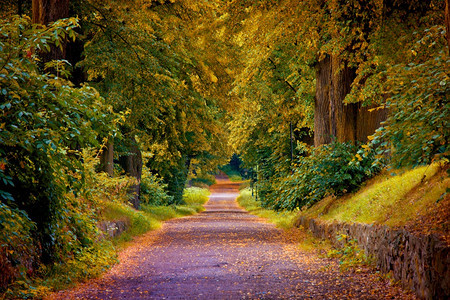 秋季公园里的道路图片