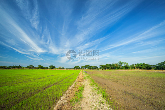 粮食美丽的绿色青玉米田云彩模糊的天空背景场晴图片