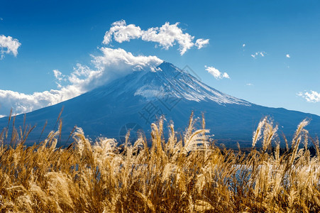 秋季富士山下的芦苇图片