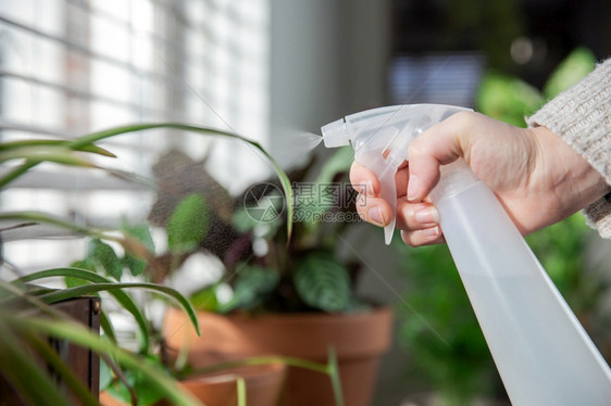 喷涂女手用水瓶在窗台上的室内植物喷水照顾温室植物现代内装饰舒适的家女手用喷水瓶在窗台上的室内植物上喷水照顾现代温室植物内装饰生长图片