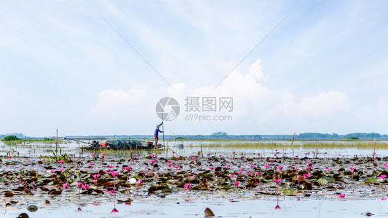 植物当地渔民正在一条带许多红莲花的湖中船上准备捕鱼器泰国博他仑宋卡湖ThaleNoi水禽公园的乡村生活方式169宽屏当地渔民正在图片