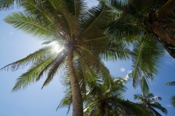 树木水果海滩和太阳耀斑椰子棕榈树斯里兰卡南部省斯里兰卡亚洲图片