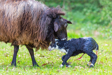 母绵羊舔新出生的黑羔并配有豆子索农场春天季节图片