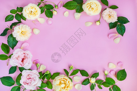 优质的粉红色背景上和白牡丹广告夏天图片