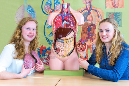 调查人类荷兰两名欧洲学生的心脏和肺部显示图片