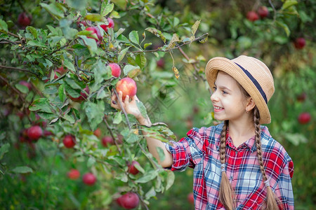 果园里摘苹果的小女孩背景图片