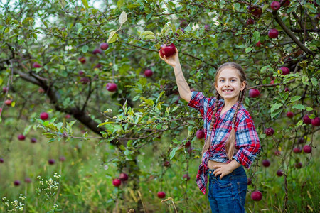 果园里的小女孩展示苹果图片