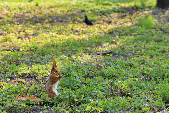 白色的啃小橘子松鼠在阳光明媚的城市公园格莱地吃青草小桔子松鼠在城市公园的一个阳光灿烂草原上吃荒野图片