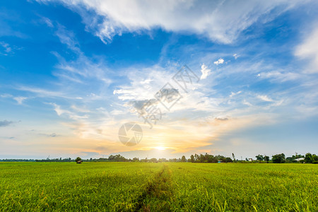 户外生长风景优美亚洲各国青田玉米或的美丽环境景观以日落天空背景收成农业丰量校对Portnoy背景图片
