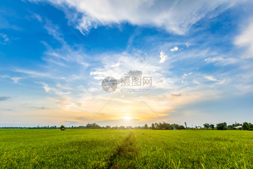 户外生长风景优美亚洲各国青田玉米或的美丽环境景观以日落天空背景收成农业丰量校对Portnoy图片