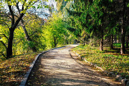 日出颜色阳光绿公园中的沥青路径夏季景观运动与自由的概念绿色公园中的沥青路径图片